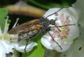 Empis tessellata
